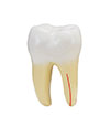 Endodontic Office 07601